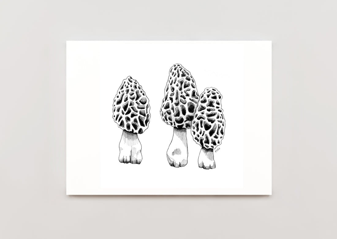 Morel Mushroom Print 8x10