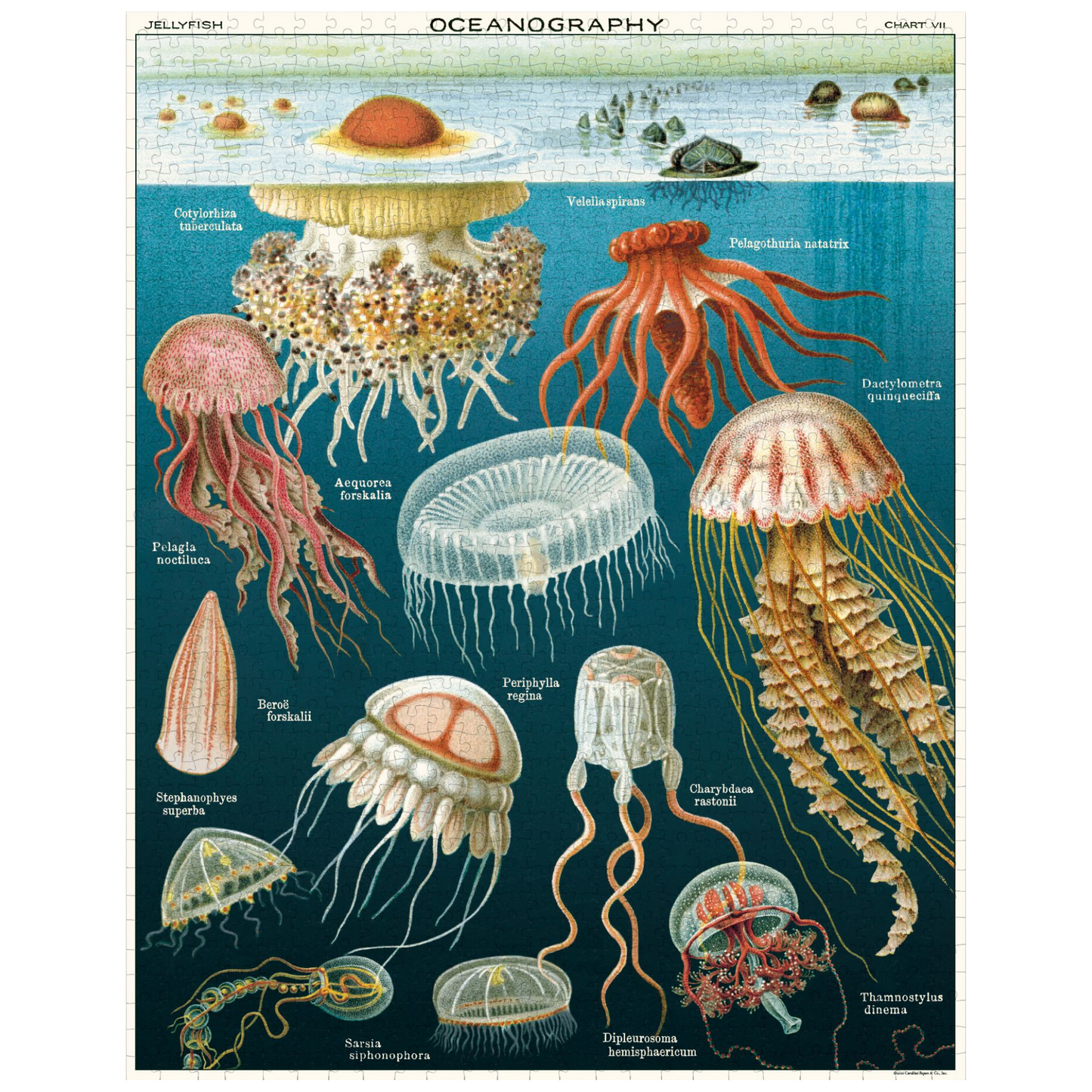 Jellyfish 1,000 Piece Puzzle