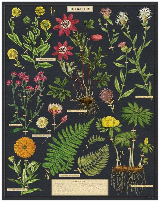 Herbarium 1,000 Piece Puzzle