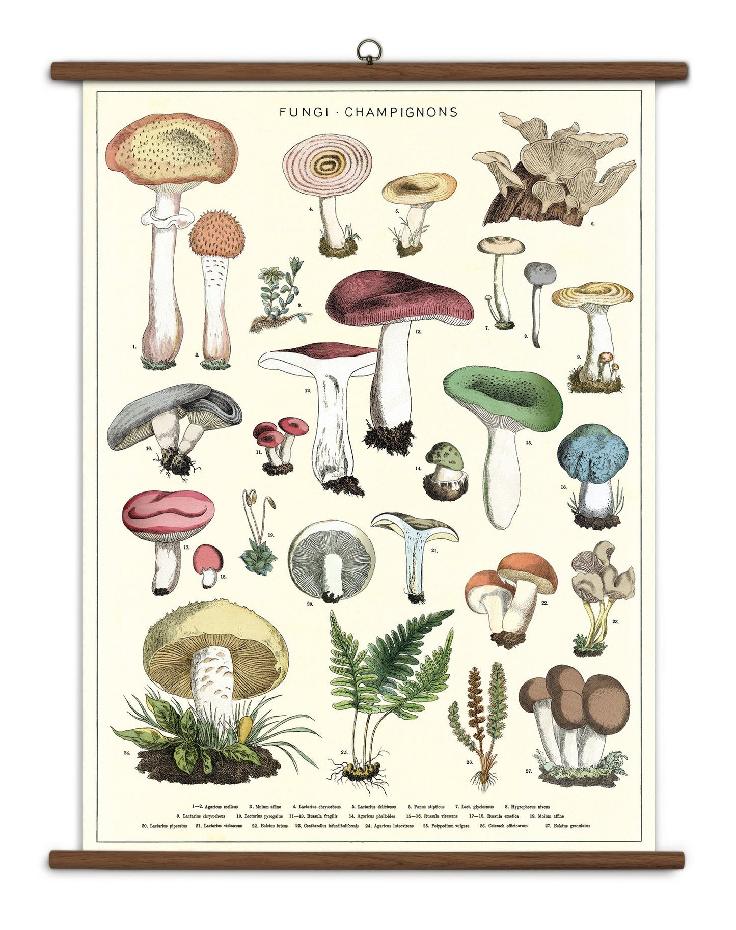 Vintage School Chart Mushrooms