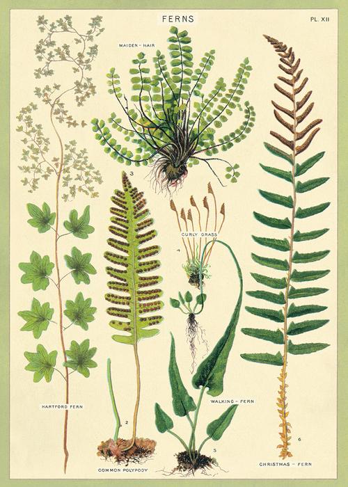 Ferns Poster