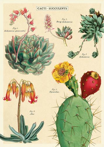 succulent poster Cacti & Succulents 2