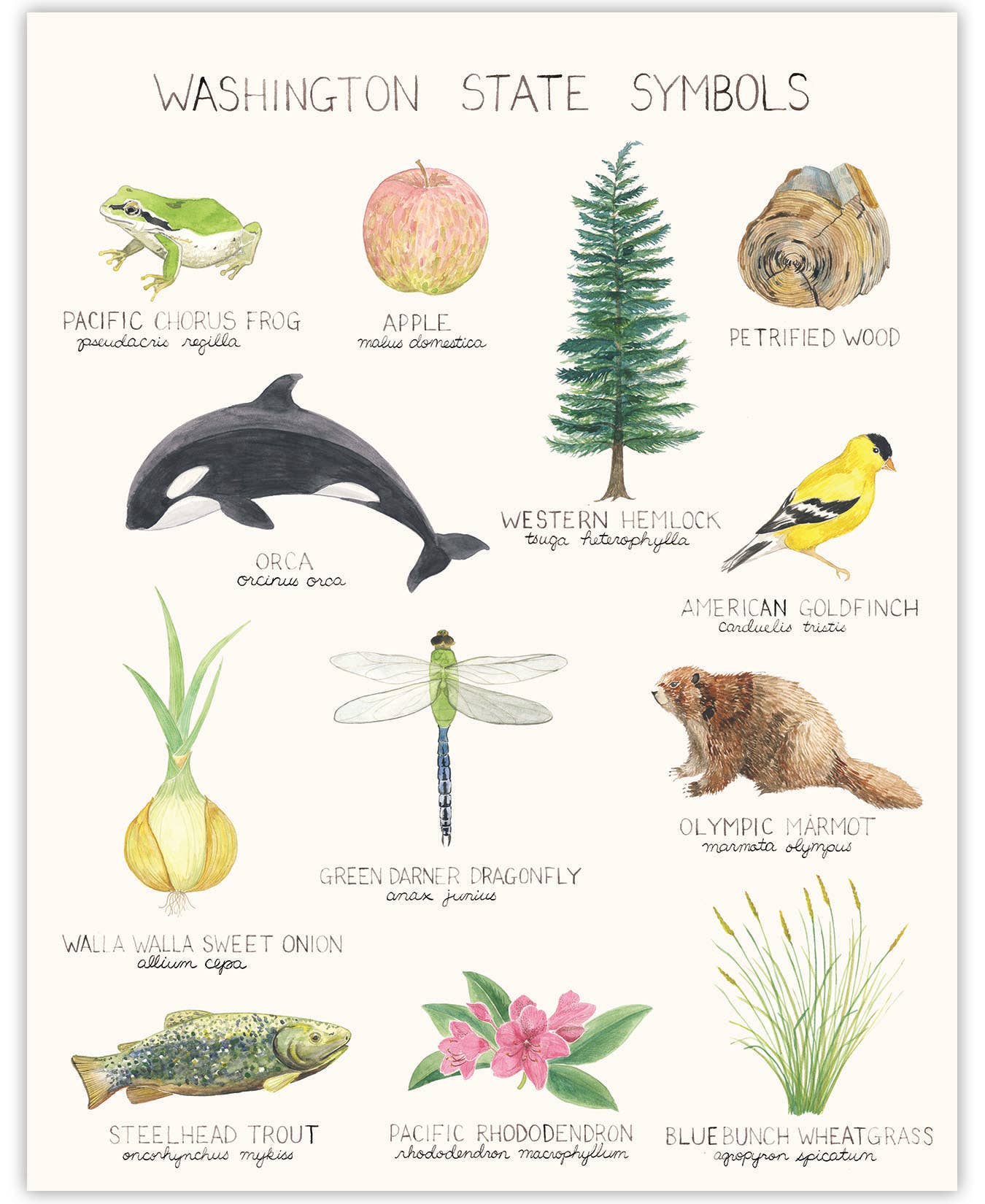 Washington State Symbols Print