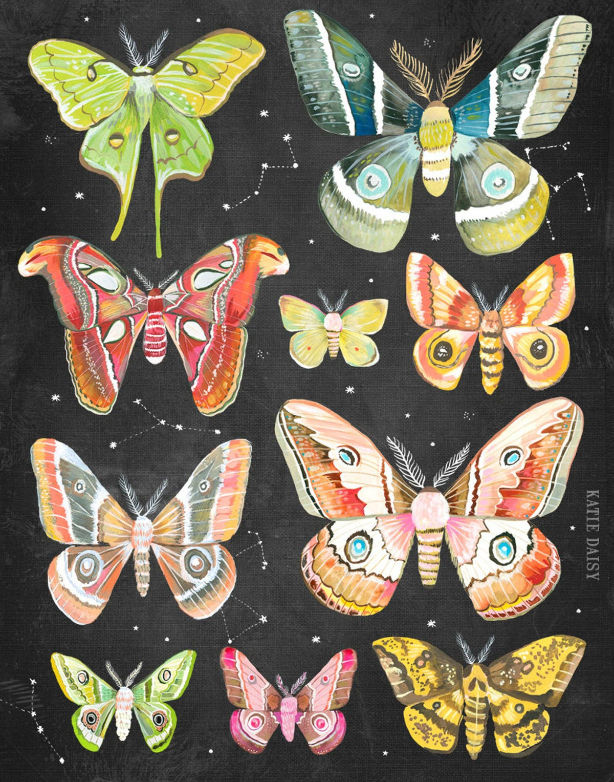 Moth Chart Print