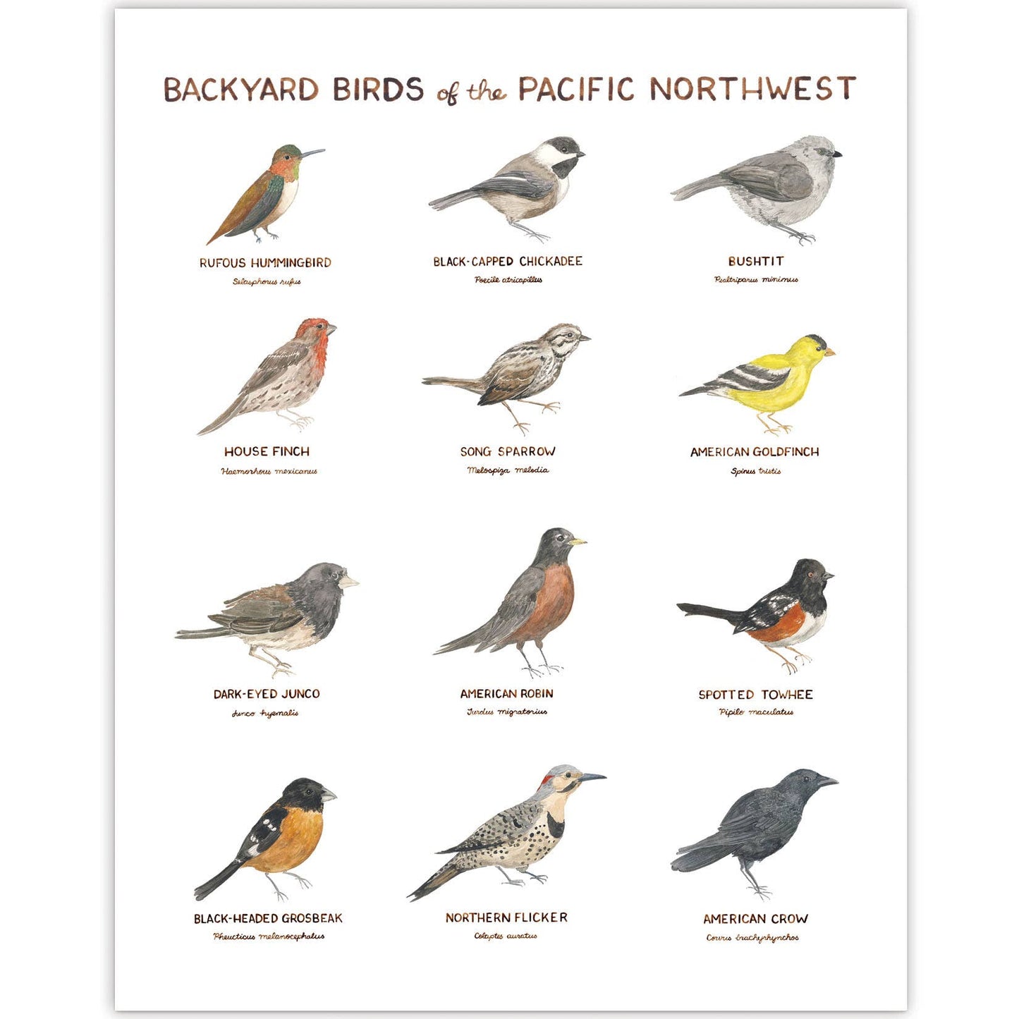 Pacific Northwest Backyard Birds Print