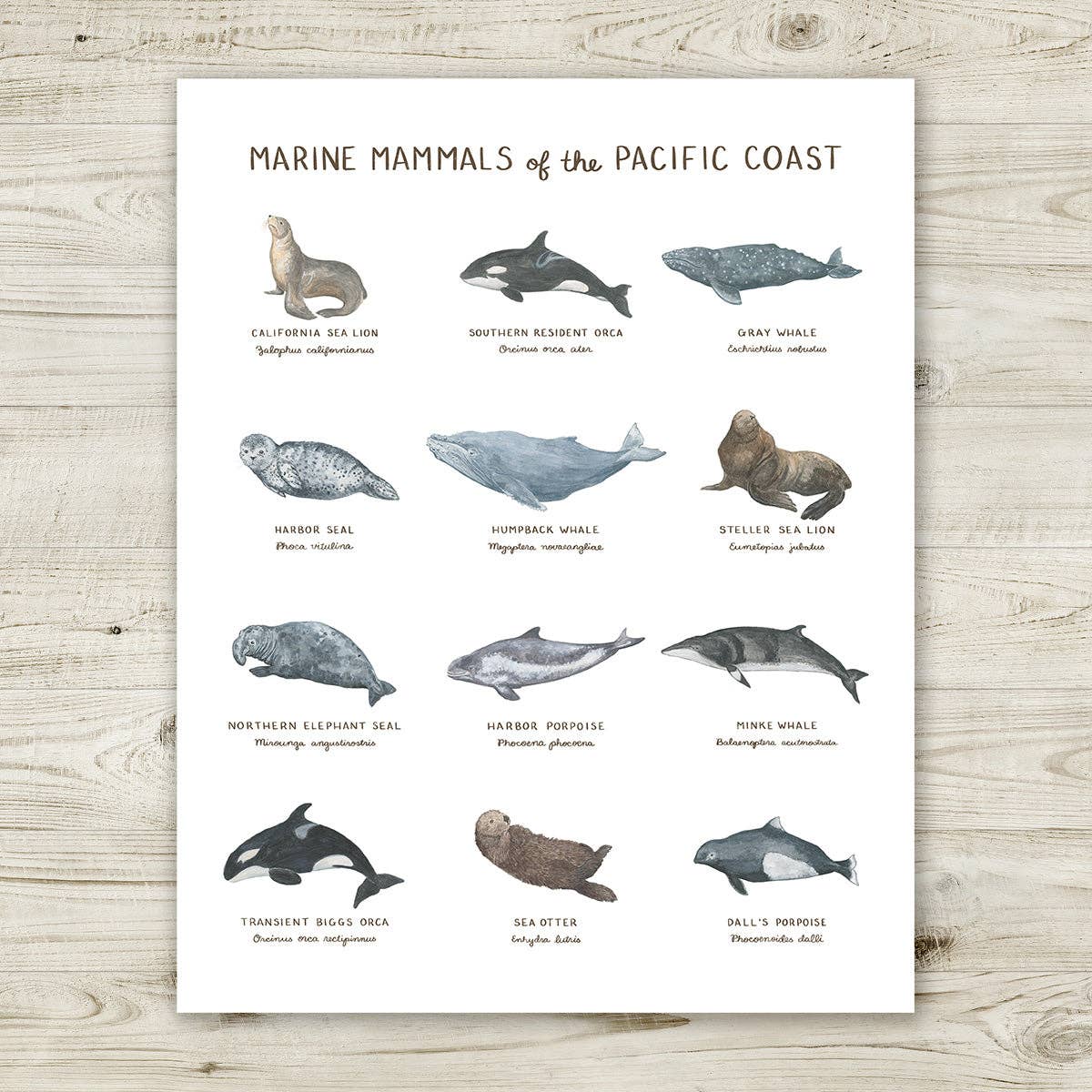 Marine Mammals of the Pacific Coast 11x14