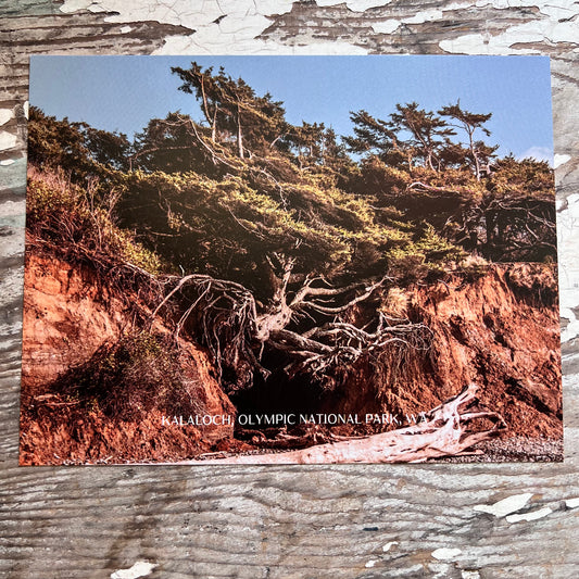 Kalaloch Postcard