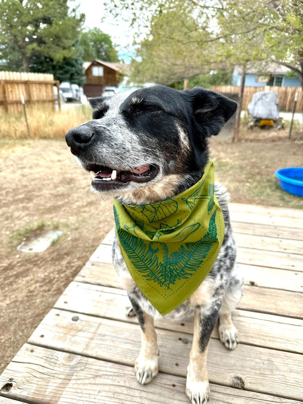 Temperate Rainforest Bandana