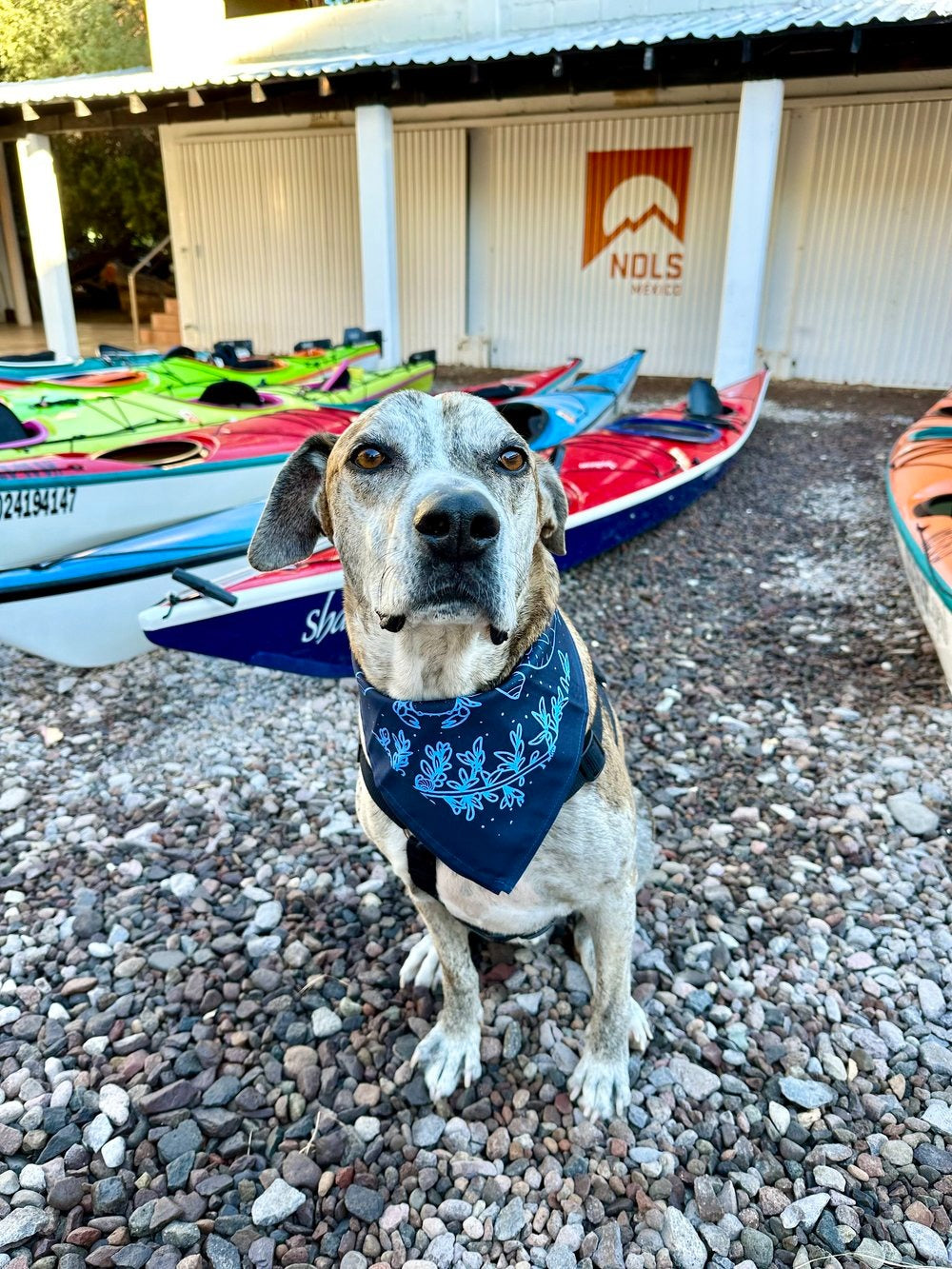 Pacific Intertidal Bandana