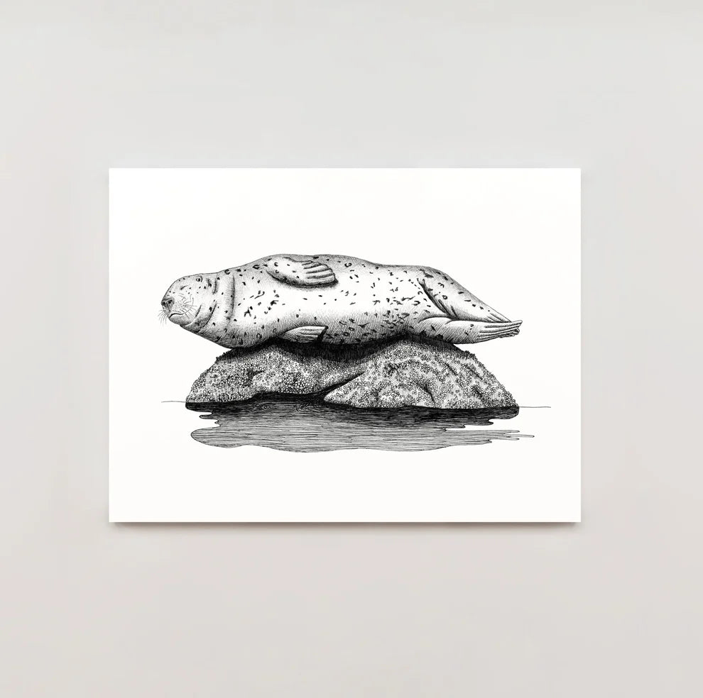 Harbor Seal Print