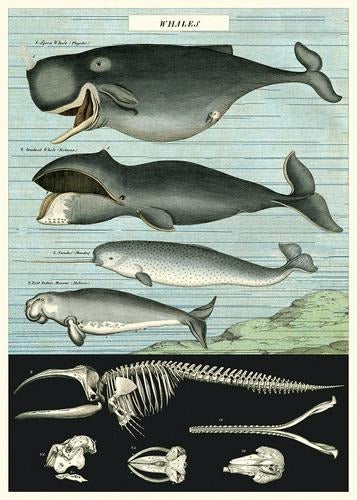 Whale Chart Poster