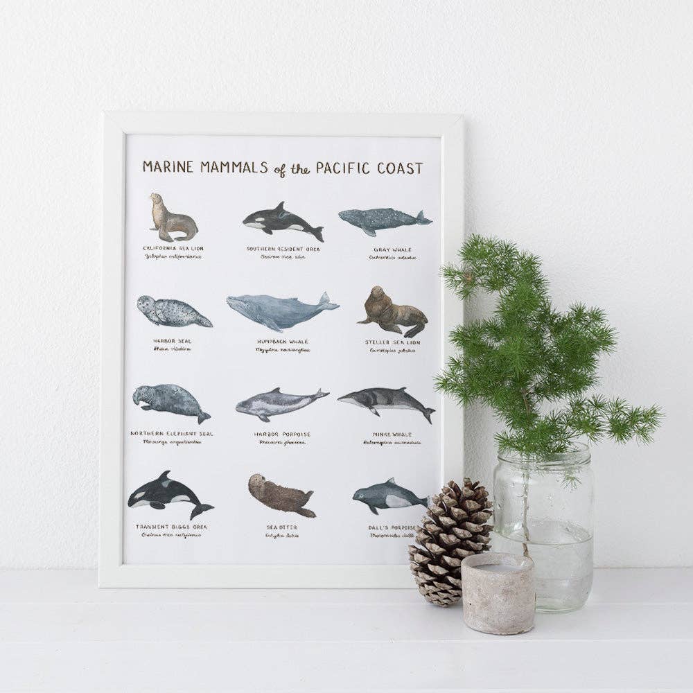 Marine Mammals of the Pacific Coast 11x14