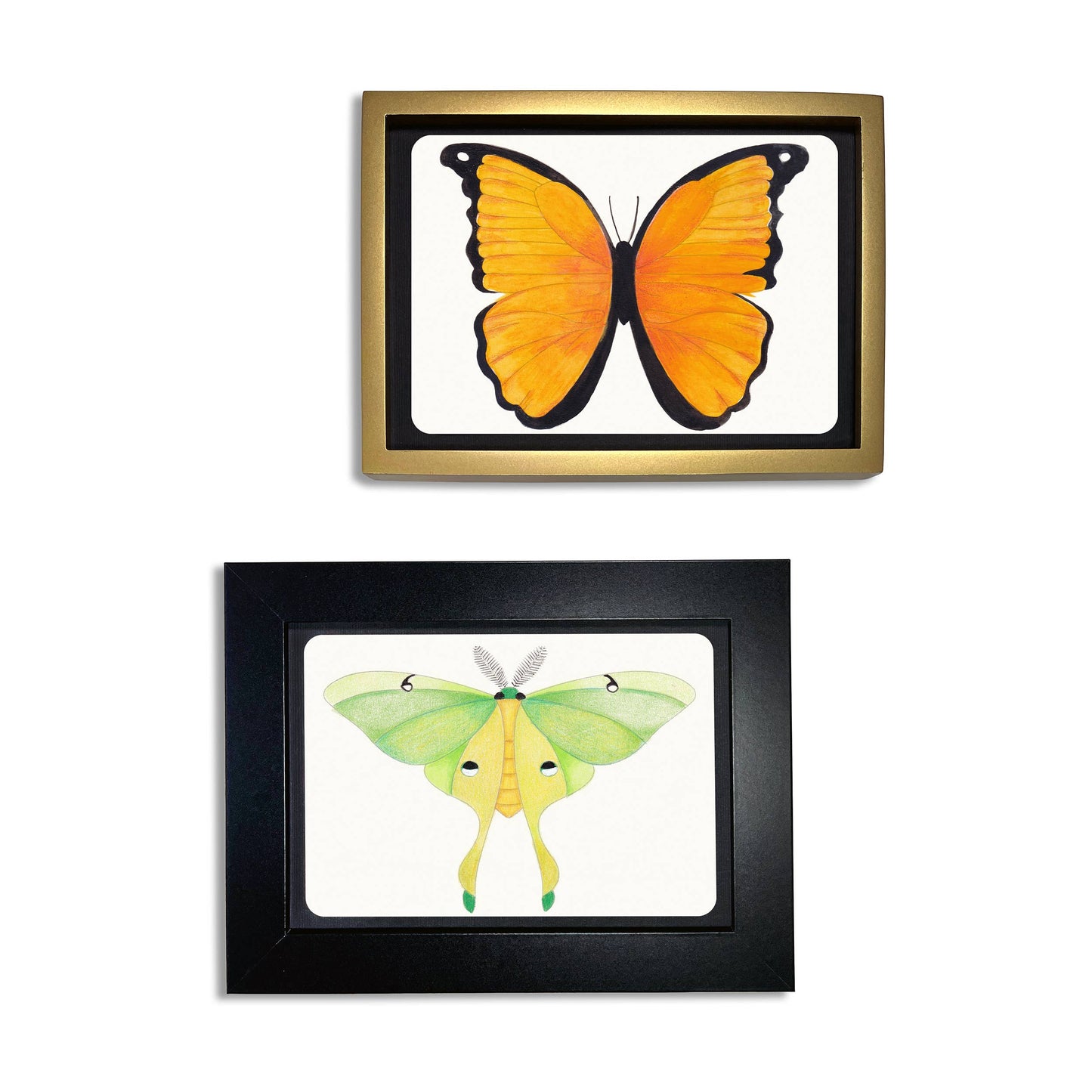 Coloring Postcards 6 Butterfly & Moth Designs