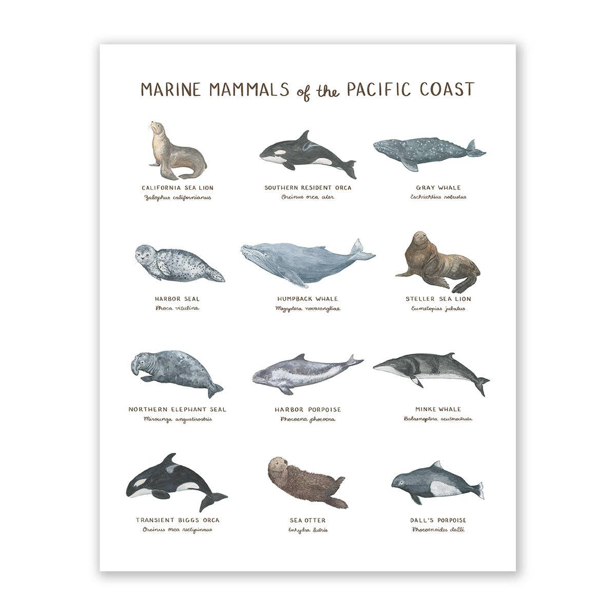 Marine Mammals of the Pacific Coast 11x14