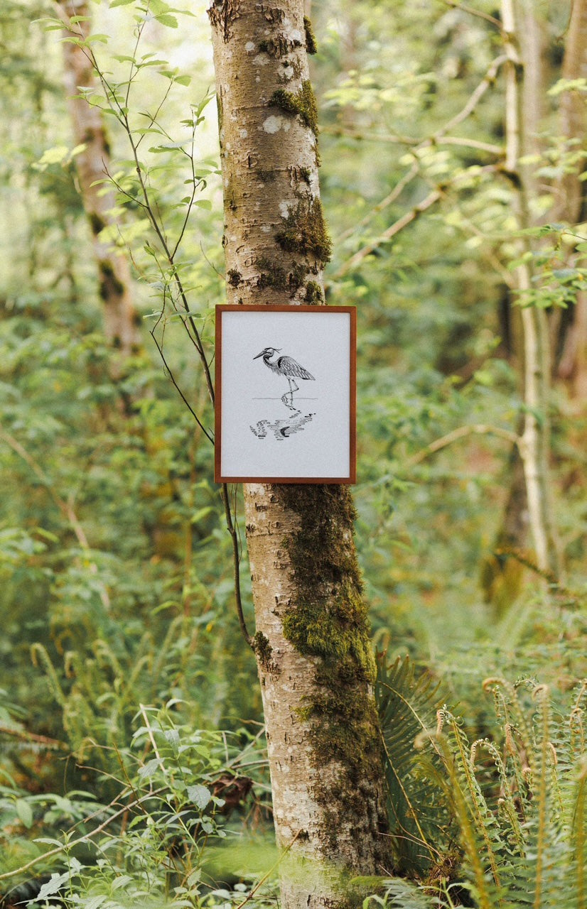 Great Blue Heron Print 8x10