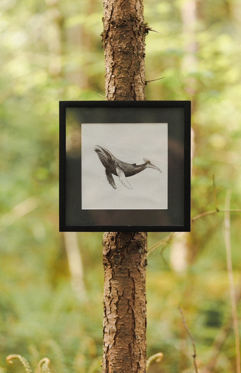 Humpback Whale Print 8x8