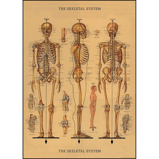 Skeleton Chart Poster