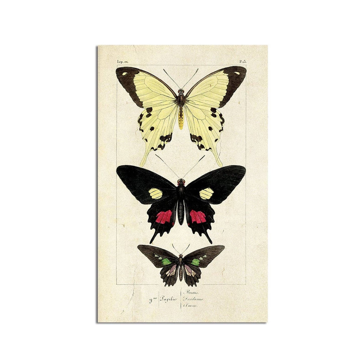 Monarch Butterflies Wall Art Print 11x17