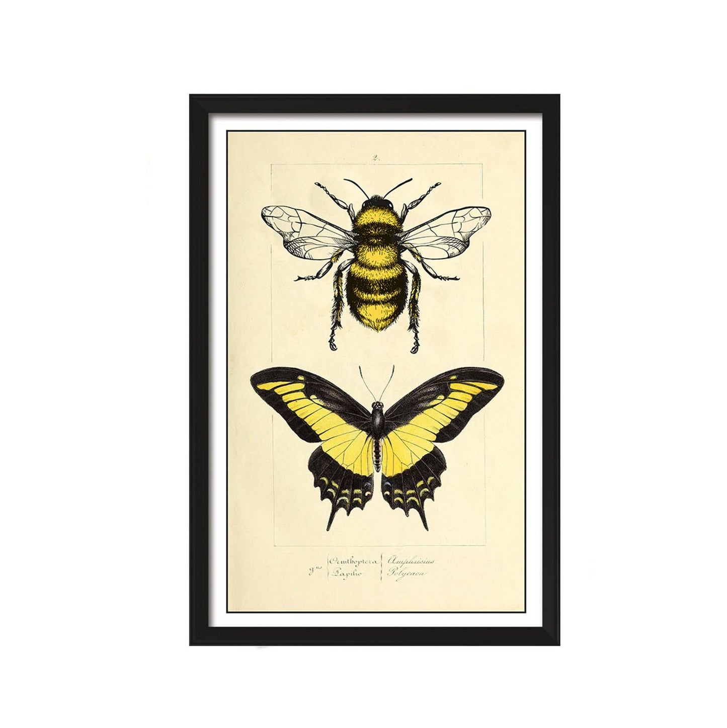 Vintage Yellow Butterflies Print 8x10