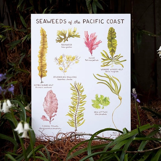 Seaweeds of the Pacific Coast Print