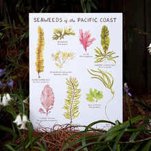Load image into Gallery viewer, Seaweeds of the Pacific Coast - 11&quot; x 14&quot; Art Print
