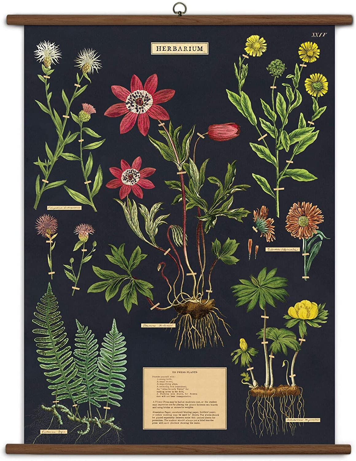 Vintage School Chart Herbarium