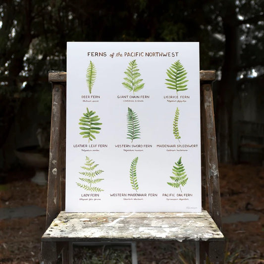 Ferns of the Pacific Northwest Print