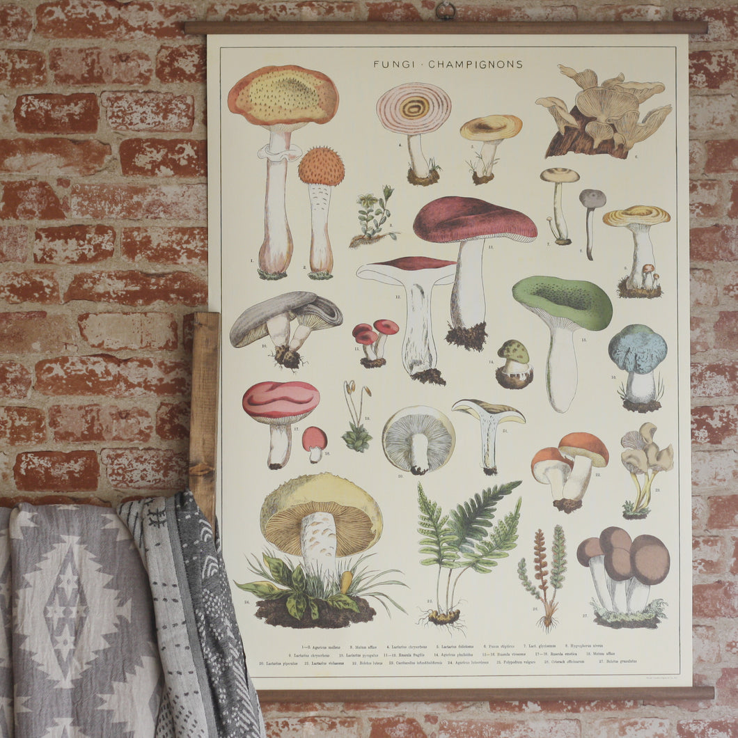 Vintage School Chart Mushrooms