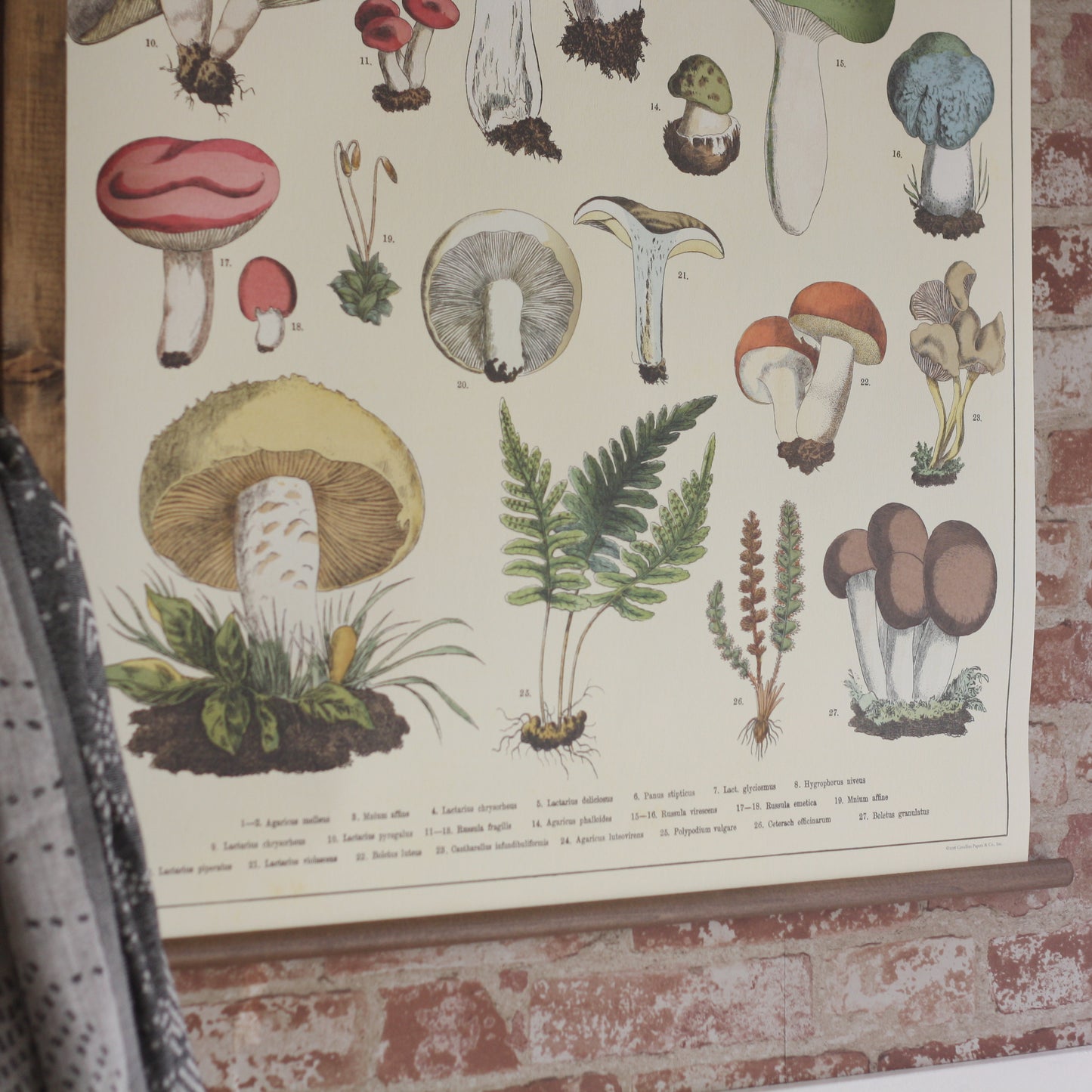 Vintage School Chart Mushrooms