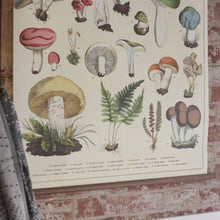 Load image into Gallery viewer, Vintage School Chart Mushrooms
