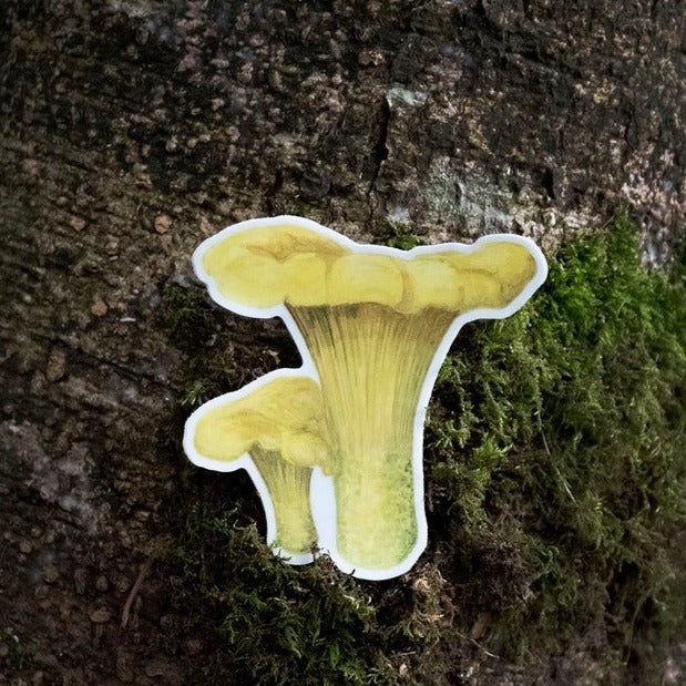 Chanterelle Mushroom Sticker