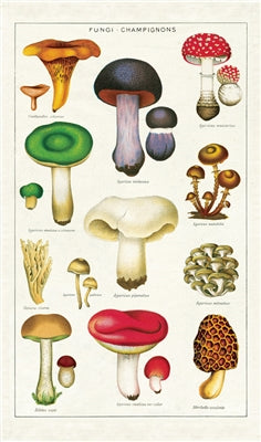 Mushrooms 2 Poster