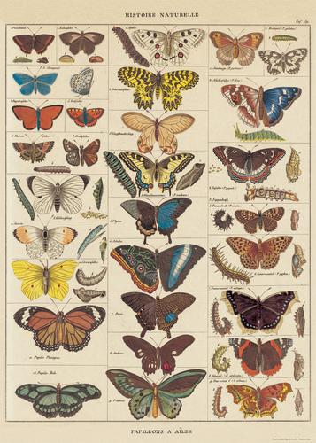 Butterfly Natural History Poster