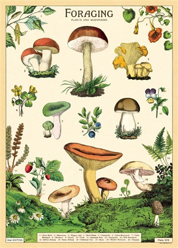 Forage Poster - Mushrooms