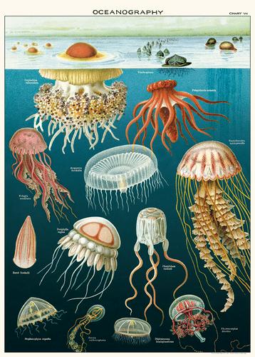 Jellyfish Poster