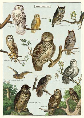 Owl Chart Poster