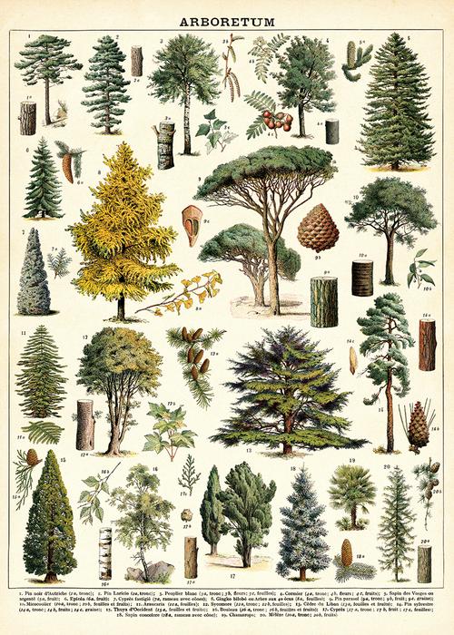 Arboretum Trees Poster