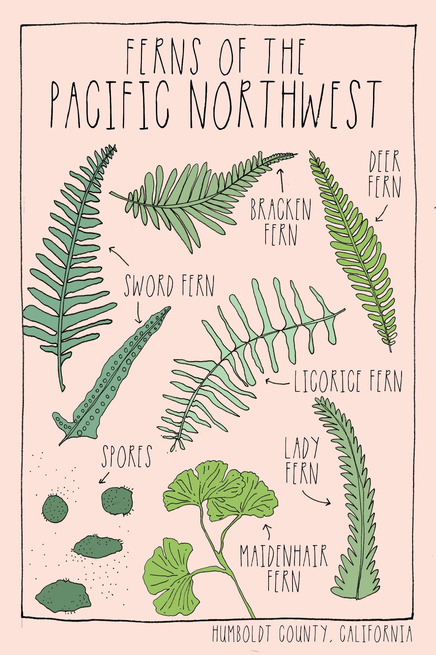 Ferns of The PNW Postcard