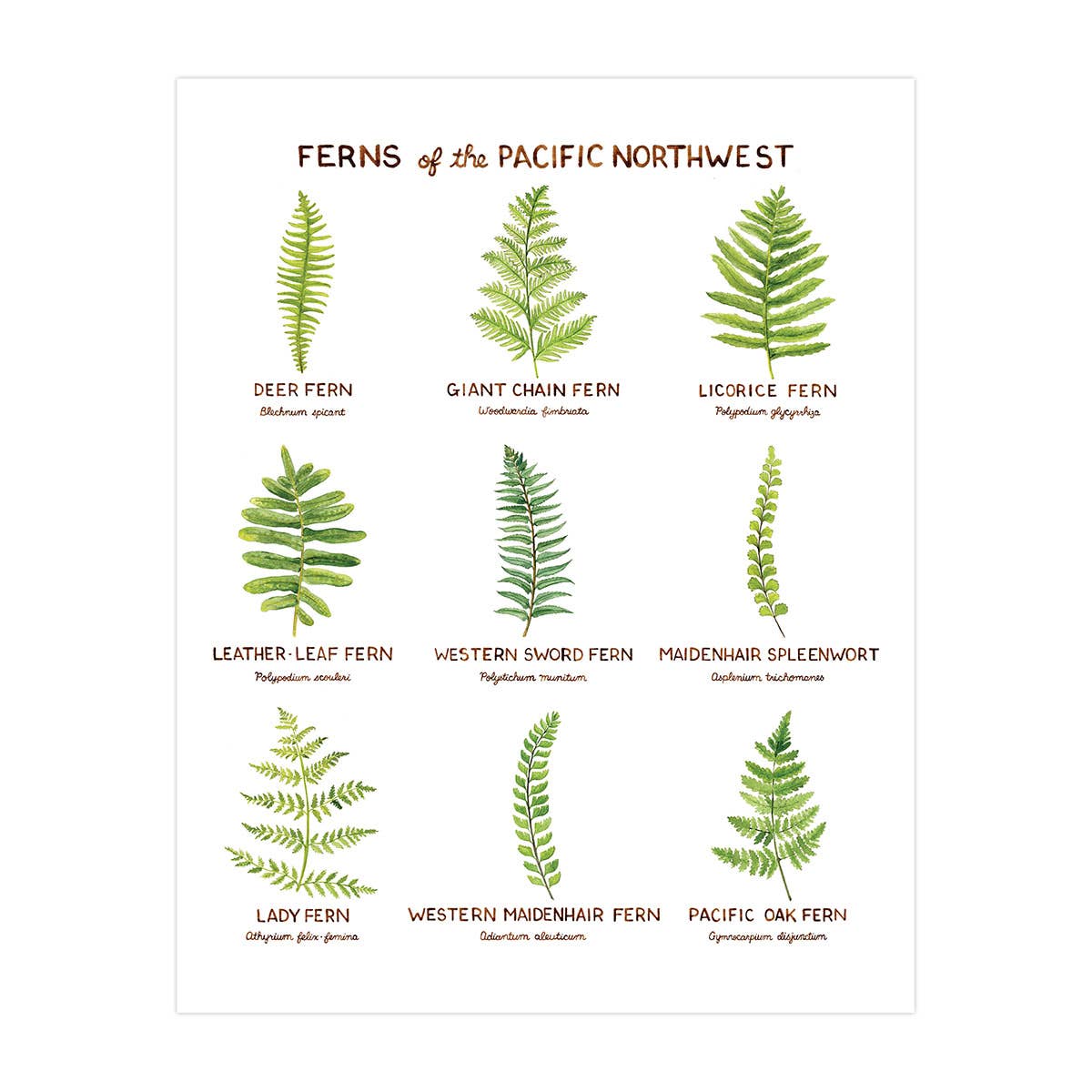 Ferns of the Pacific Northwest Print