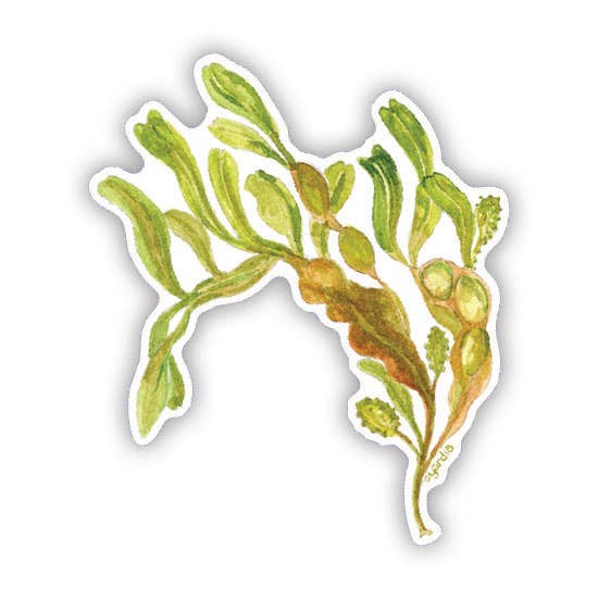 Rockweed Seaweed Sticker