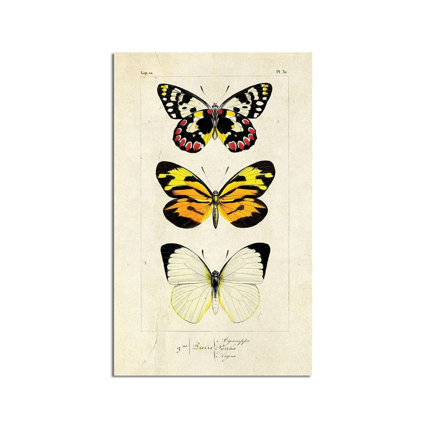 Monarch Butterflies Wall Art 8x10