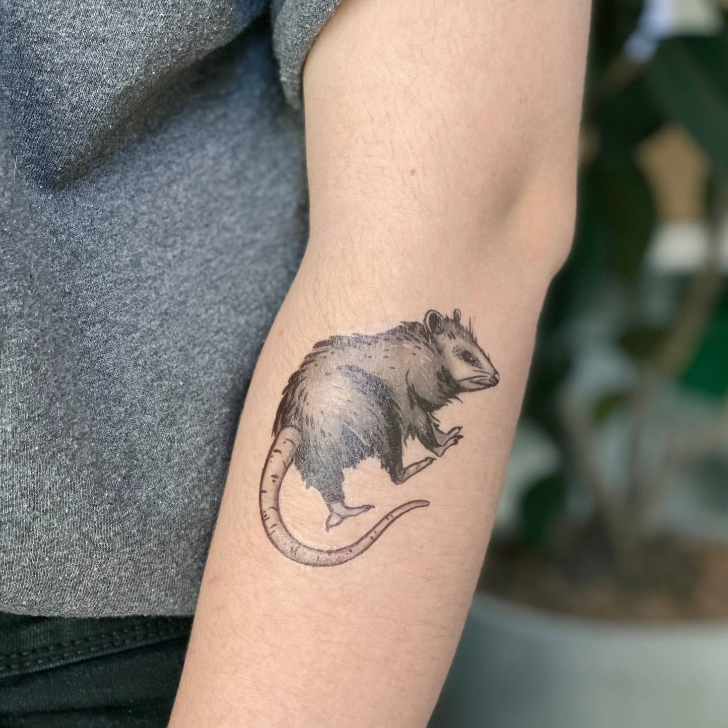Opossum Temporary Tattoo